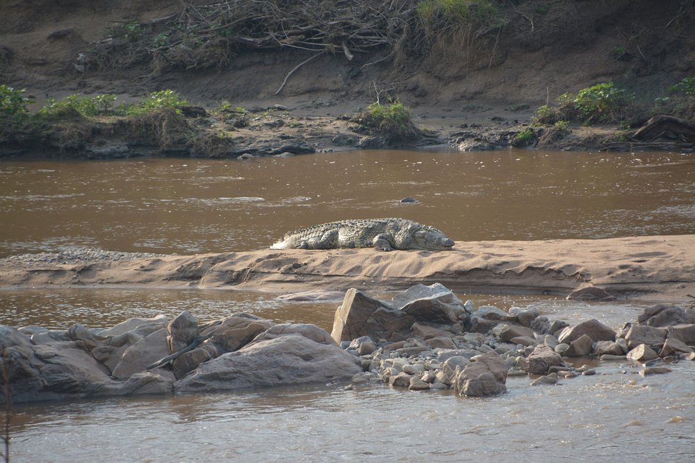 13 Days Great Migration Tanzania + Zanzibar Beach Safari - Tanzania safari gallery image
